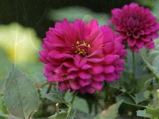 Порно бабушки групповуха